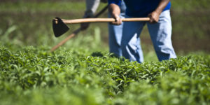 Stevia Powder